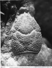 Historisches Foto (Rückseite) von Cracensigillatus gracilirostrus (Robins et al., 2013) (NHMW-AFW-GEO-BACHMAYER-FOTO-1990-0041-1454)